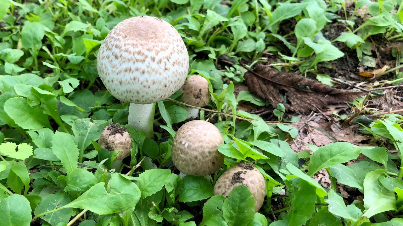 连续阴雨闷热的天气,催生了各种各样的蘑菇