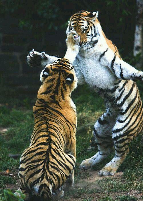 毛发颜色不一样的老虎,不知道是哪个更猛呢就像两个壮汉在干架,一言不