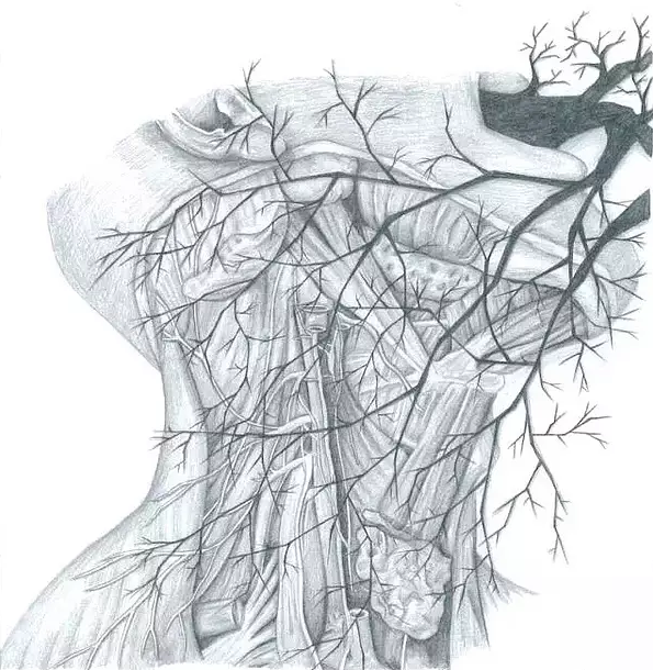 这个是不是把树杈和人类的血管合在一起了刚刚生完孩子的我看到这个画