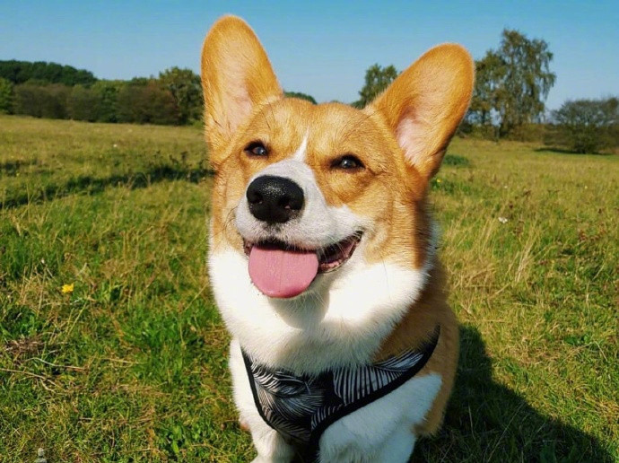 小柯基oliver,每天都笑容满面,超好治愈的,看得心情都好了