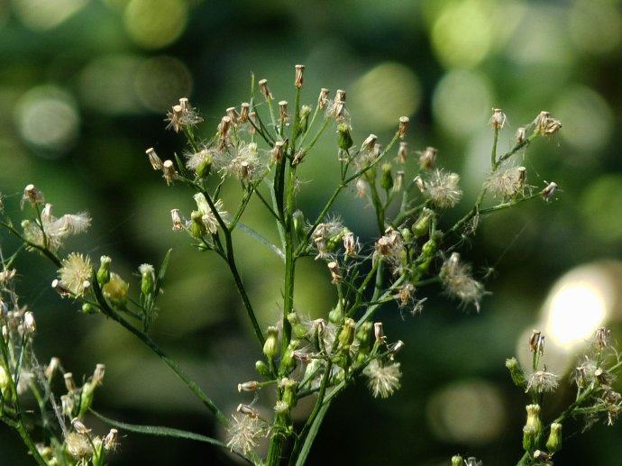 农村茅厕边的野草顶端长着小毛球有酒香的味道可治肺炎