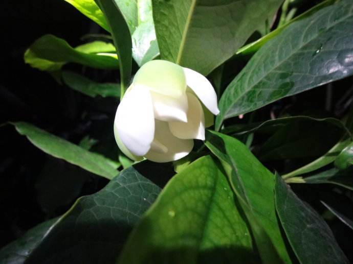 夜合花开香满庭，夜深微雨醉初醒。