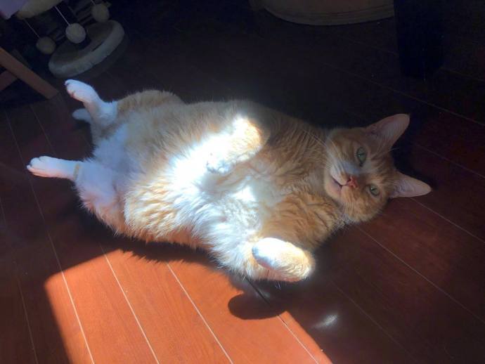 大橘猫翻着肚子晒太阳好胖啊