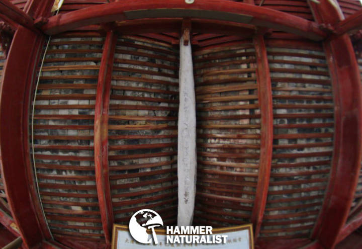 鱼骨庙中的巨兽之骸