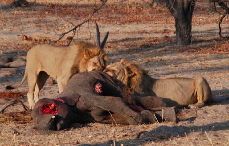 动物世界:大象唯一的死神