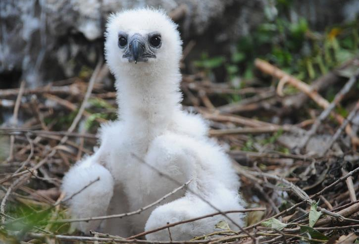 以猴子为食的哈佩雕!是"神雕"厉害,还是"金刚"无敌呢?