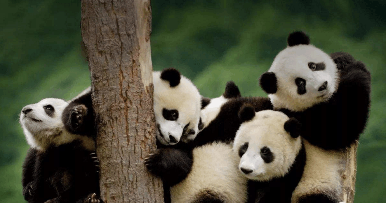 酷热夏日,走出空调房,来广元唐家河看熊猫宝宝