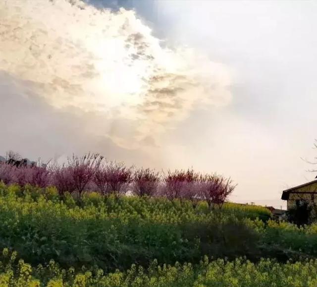 遵义仁怀坛厂八卦园油菜花盛开景区免费观赏