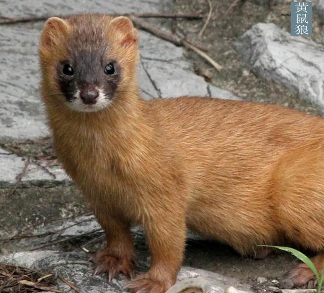 个头一样的话肯定是它,无论大小都在食物链顶端|黄鼠狼|个头|肉食动物