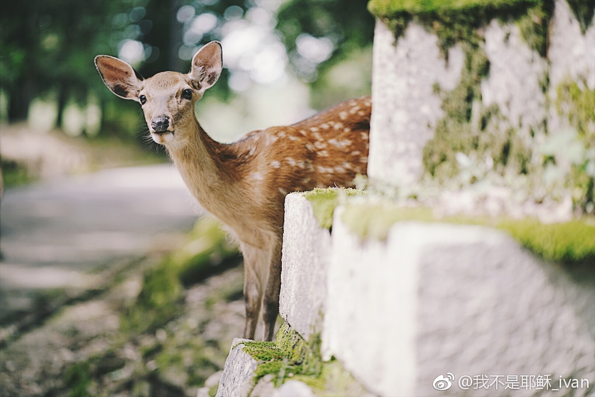 在奈良喂小鹿是件开心的事情