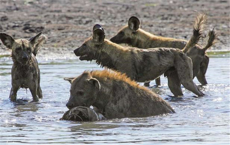 鬣狗抢食野狗猎物,眼看着胜利在望,没想到来了成群的帮手!