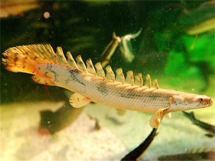 外表最接近恐龙的现代生物,八个背鳍一身硬甲,江湖人称九节龙