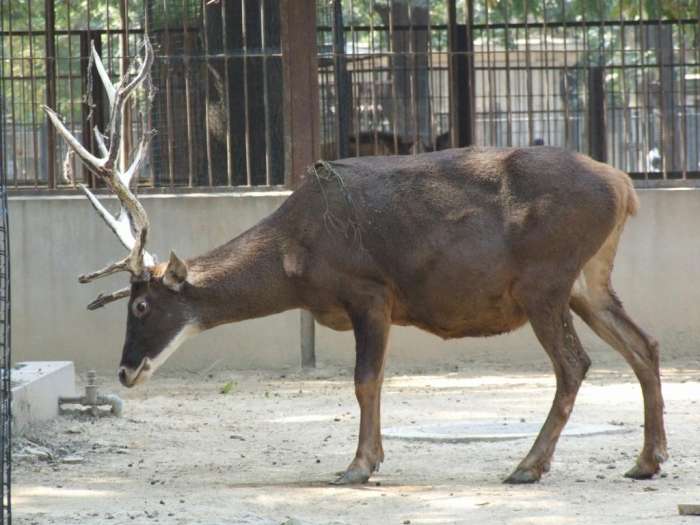 驯鹿雌雄都能长出角以外,其他鹿类只有雄性才会长角