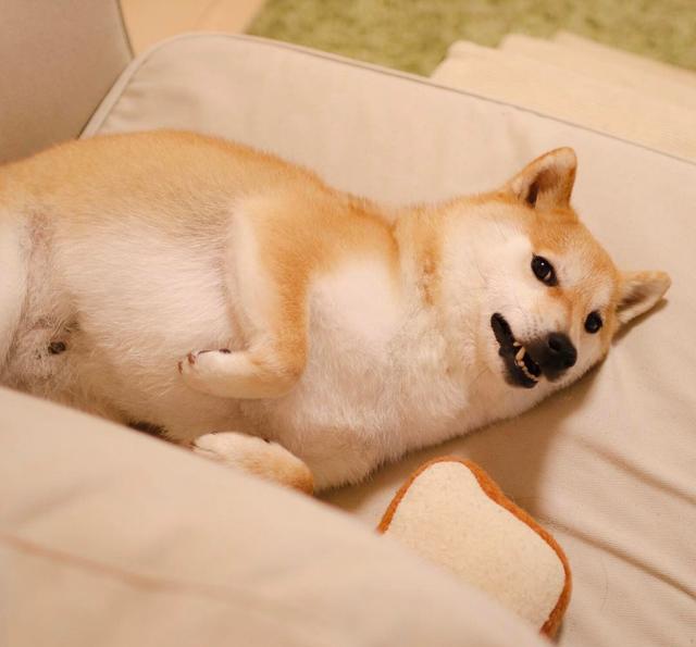 狗狗的奇葩睡姿:你们能睡得有点狗样么?