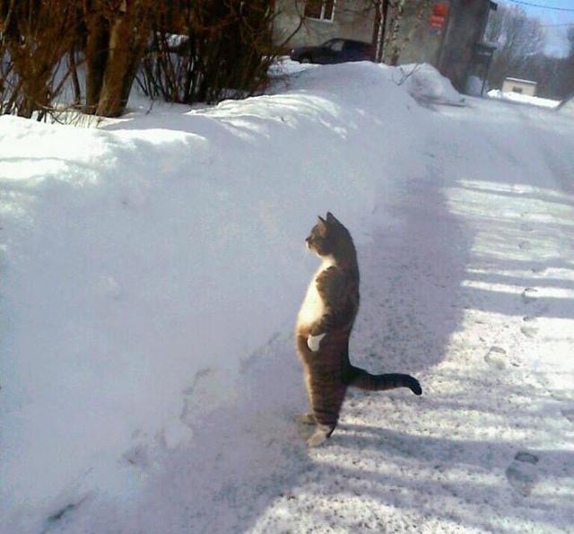 你被猫猫站立萌到过吗?带你走进猫猫站站大片~