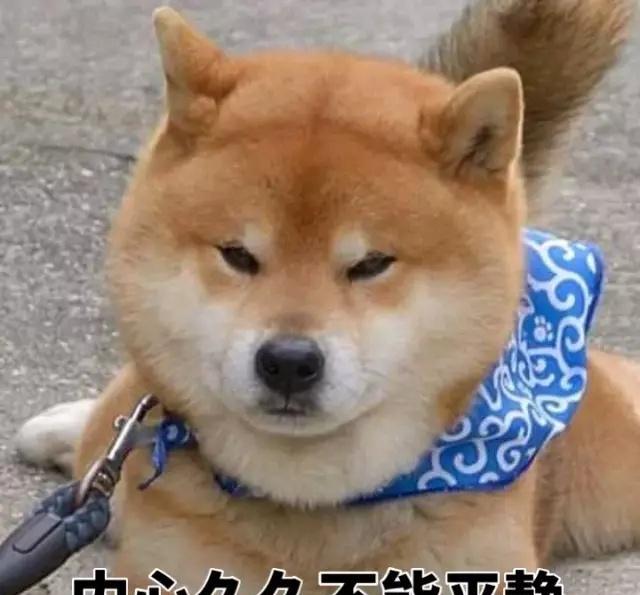 一大波柴犬表情包袭来戏精上线尔等闪开