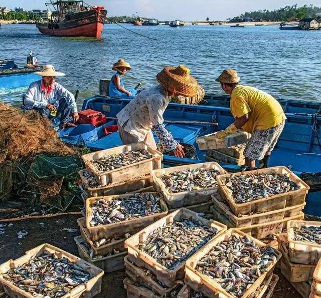 湛江各大渔港码头"沦陷"了!有一种炫富叫湛江开海了!