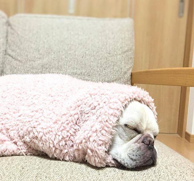 天冷了法国斗牛犬教你如何御寒在家也能把自己裹得美美的
