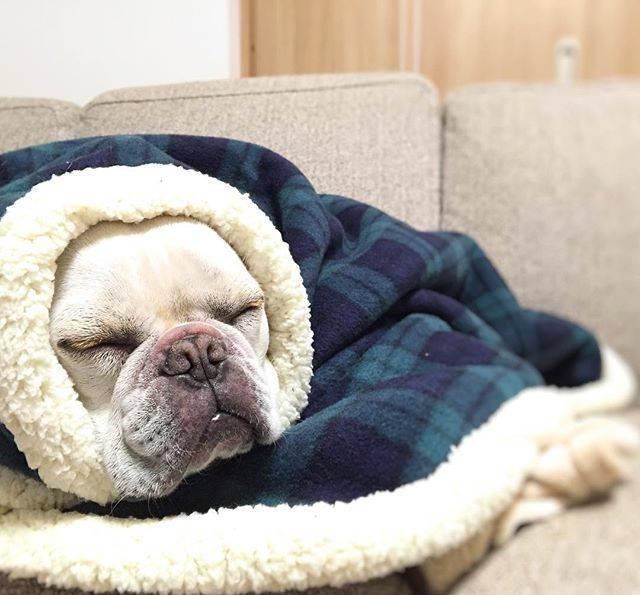 天冷了法国斗牛犬教你如何御寒在家也能把自己裹得美美的