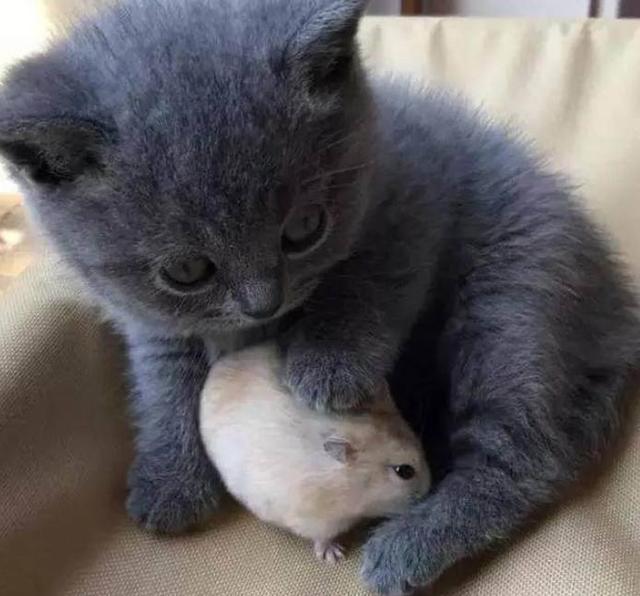 买了只仓鼠回家,以为会和猫咪发生大战,但结果却让主人暖心
