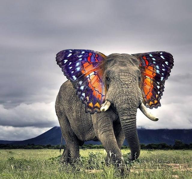 毫无违和的动物组合在一起,竟是如此奇妙,最后两个我是看不出来