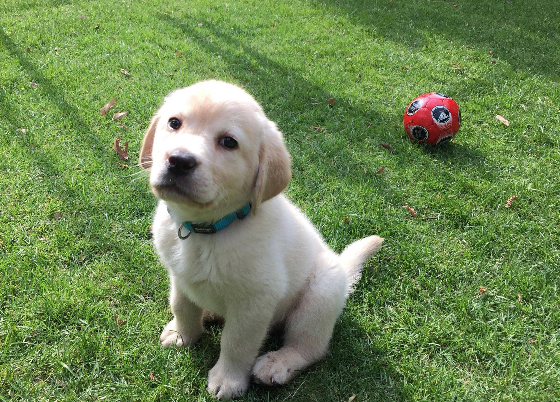 为什么狗狗在排便时老是转圈圈?终于找到答案了