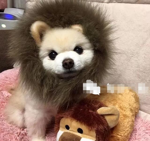 一定是因为俊介太可爱了,所以上帝带走了它|博美|博美犬|走红_新浪