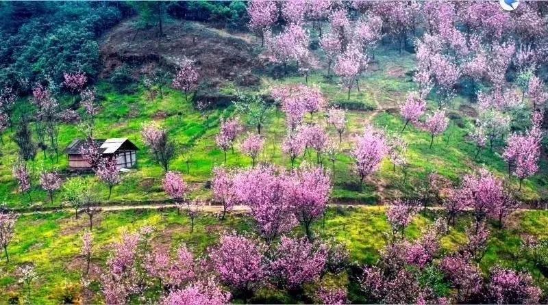 清明小長假,一天打來回,玩轉成都周邊九個浪漫花海!|桃花寨|溫江|櫻花