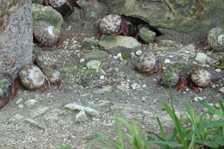男子海滩上发现一个奇怪的小生物,原来是大名鼎鼎的海滩霸主