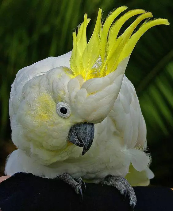 园区这只鹦鹉名叫"伊丽莎白(elizabeth)",属于「小葵花凤头鹦鹉」