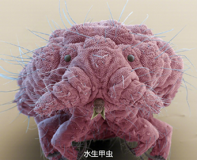 显微镜下的昆虫特写有没有觉得眉清目秀