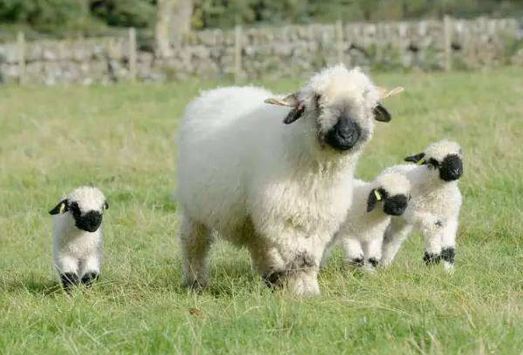 世界上最"萌"的黑鼻羊:生命力十分顽强,在高山地区可自由行动