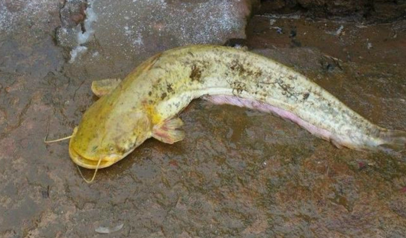 山涧溪流中,出格是在水流较急的浅滩,底质为砂石的小溪或江河主流中