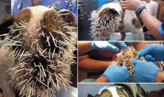斗牛犬偶遇暴躁豪猪,一秒被扎500根刺