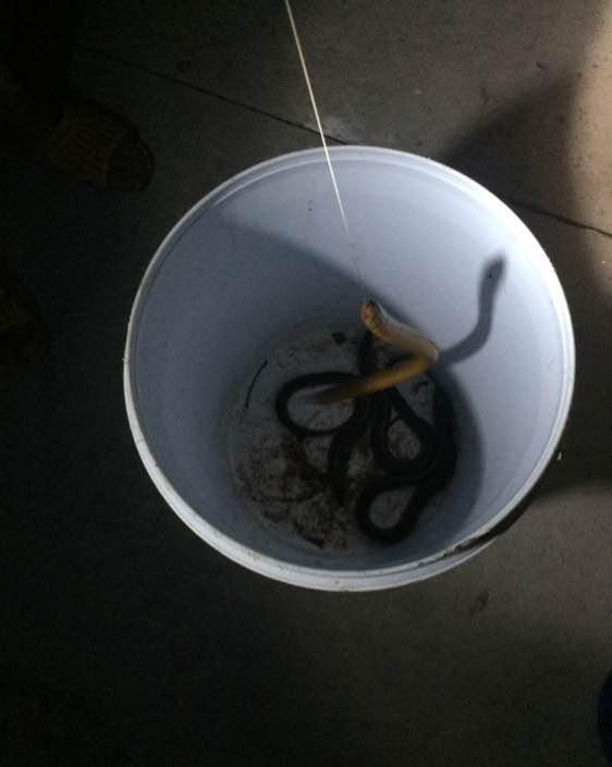 农村晚上钓野生黄鳝:哥,咋这条的肤色不对啊?