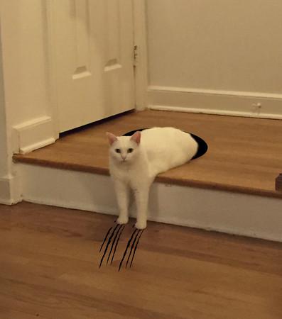 猫咪在家随便一趟,无辜躺枪简直懵逼