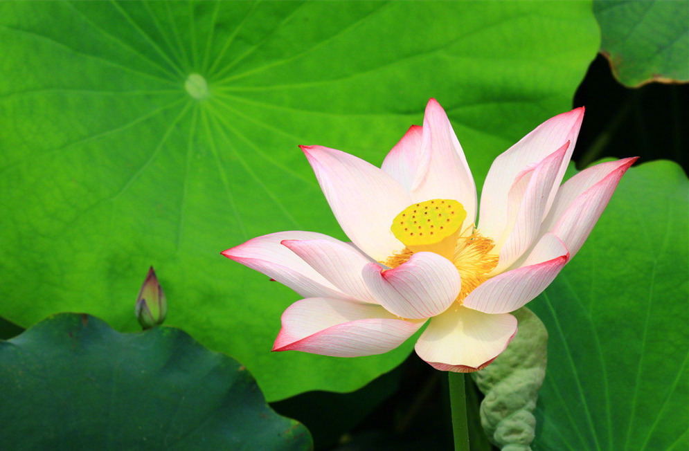 佛说人生的逆境就像污泥对莲花而言并不是诅咒