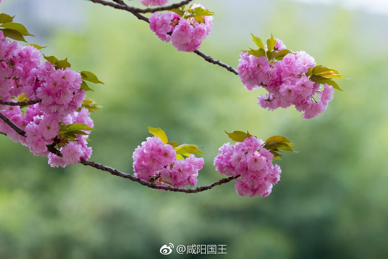 草长莺飞三月天咸阳高新醉春烟