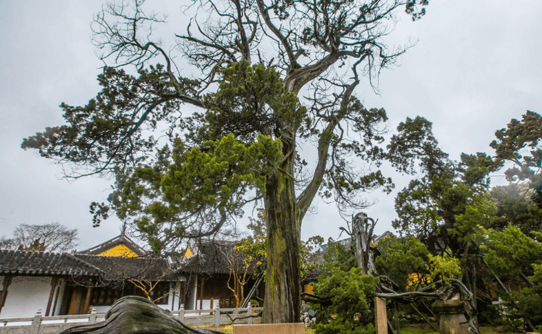 邓禹|古柏|柏树_新浪网