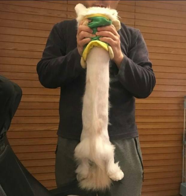 直到有1次我把我家刚剃毛的猫拎了起来,我一直以为猫是5短身材