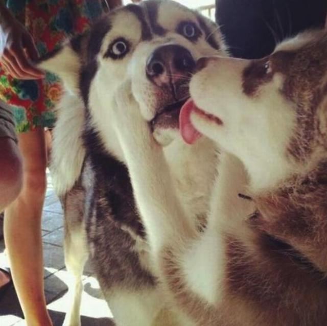 你还好意思称自己为单身狗?狗都成双结对的了,你对象呢?