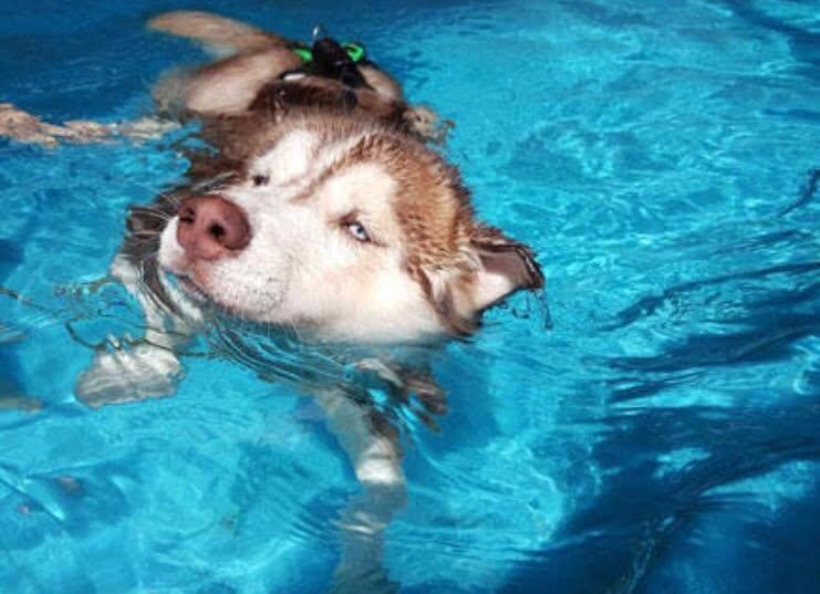 哈士奇被主人逼迫下水学游泳,一个表情表达了它此时的心情!