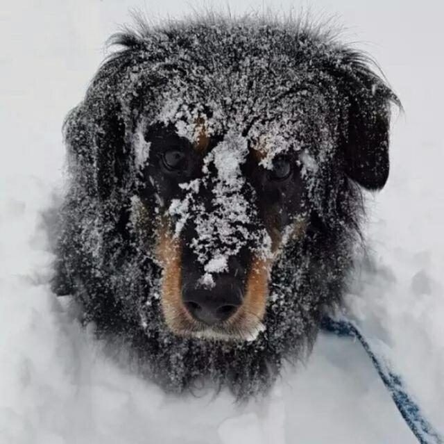 最近加拿大遭遇暴风雪积雪甚至厚达60cm汪星人却反应不同