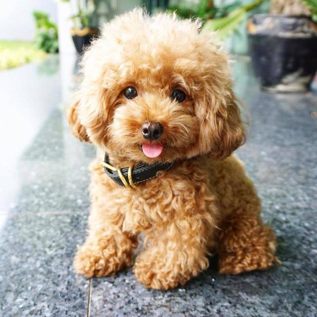 狗狗笑的时候是最可爱的看看狗狗那些微笑的瞬间最后一张高能