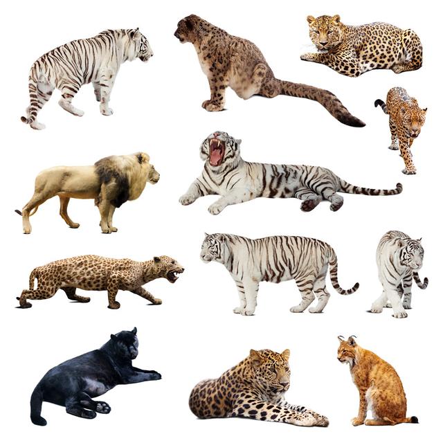 个头一样的话肯定是它,无论大小都在食物链顶端