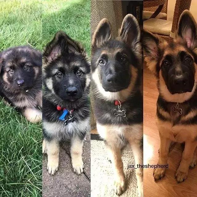 如果德牧暖起来!还有金毛什么事?