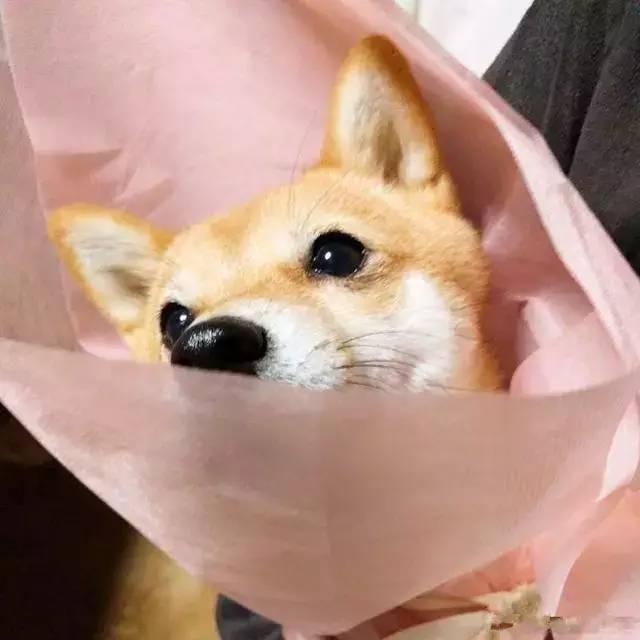 岛国小哥get求婚新花招,柴犬花束获称赞!