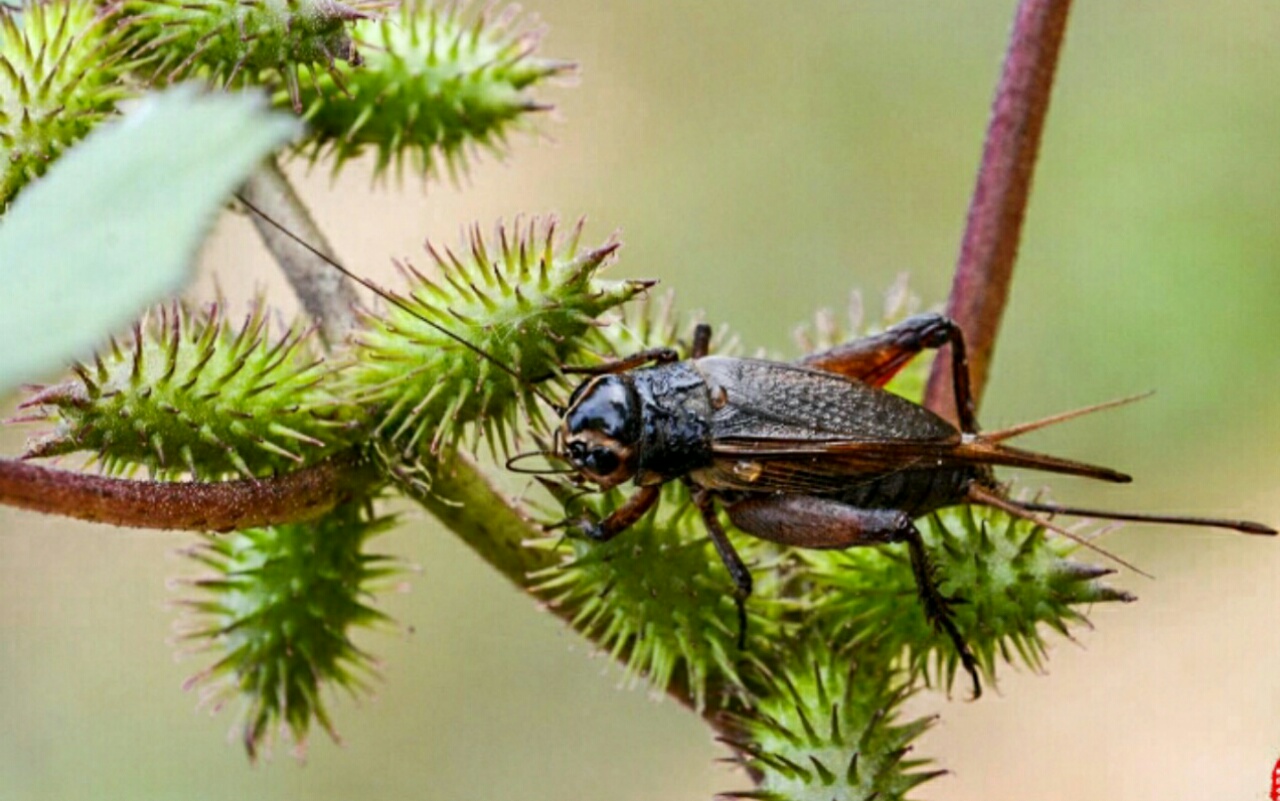 僵尸动物,真实存在自然界当中,好恶心,让人不寒|寄生|幼虫|虫_新浪