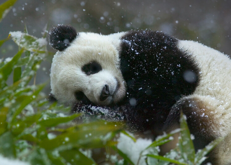 日本人最爱的中国国宝,中国就是不卖,日本无奈只能又来租
