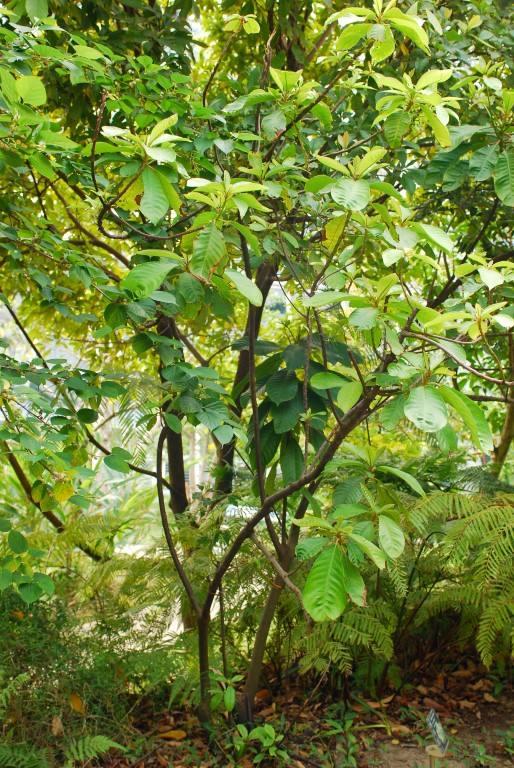 在农村有这样一种乔树曾是农村最早的野菜先成国家保护植物